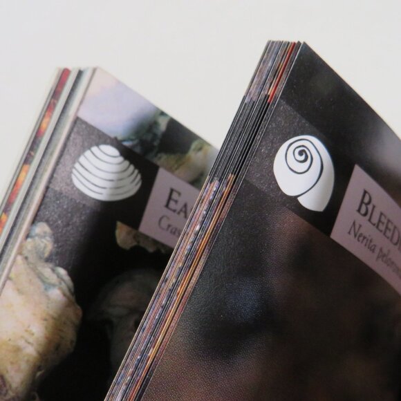 Sea Shells First Field Guide National Audubon Society 2000 LIKE NEW - Picture 8 of 15